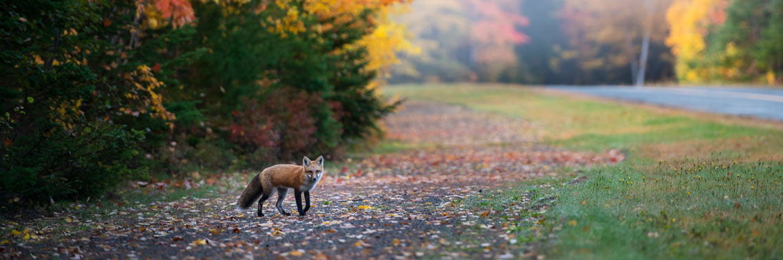 Fox in the wild