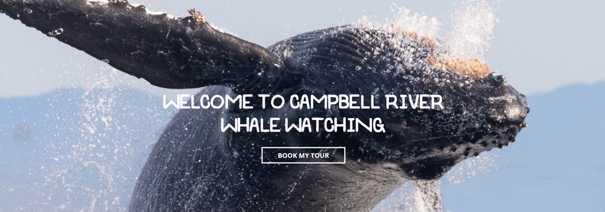 Campbell River Whale Watching